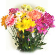 USA Carnations & Poms USA,,:Simply Carnations & Daisies